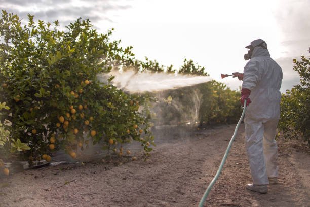 Best Ant Control Services  in Calabash, NC
