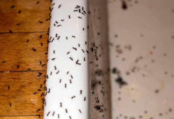 Best Flea Control Services  in Calabash, NC