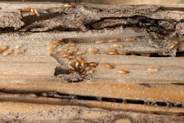 Best Local Pest Control Services  in Calabash, NC